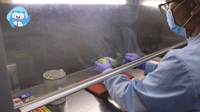 硬核验证丨盖了保鲜膜的西瓜细菌会更多吗？