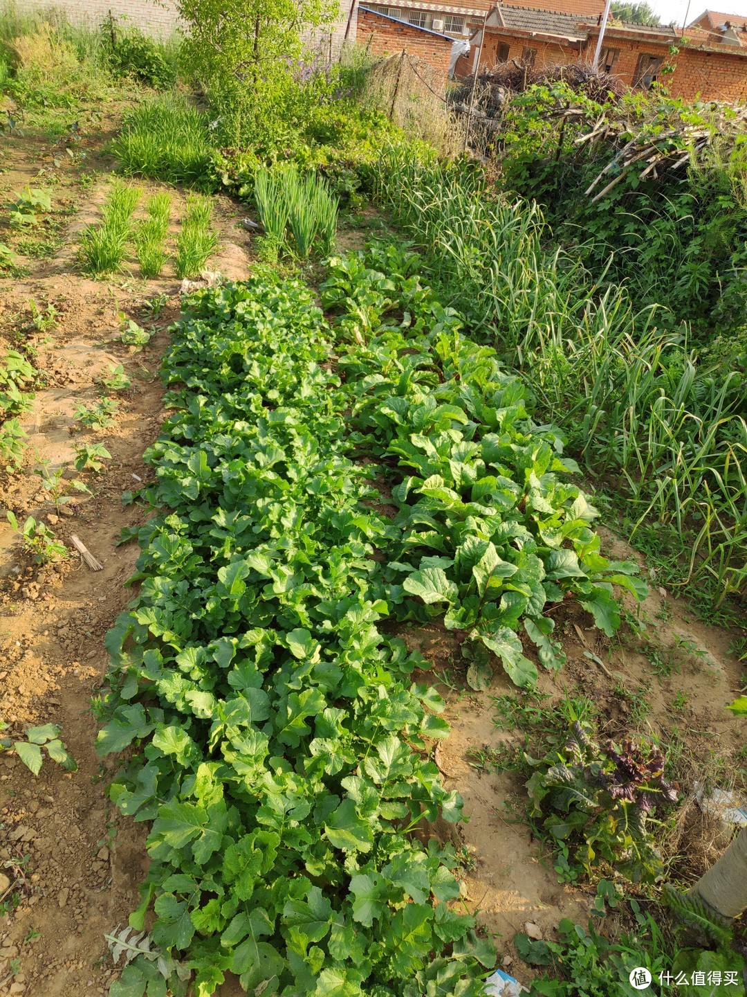 蔬菜种植区