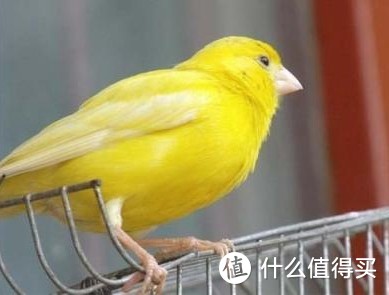 家养的黄鸟大概是这种，不过是红眼红嘴的。