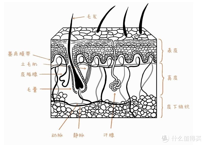 科学护肤，才是保养皮肤的最佳办法。