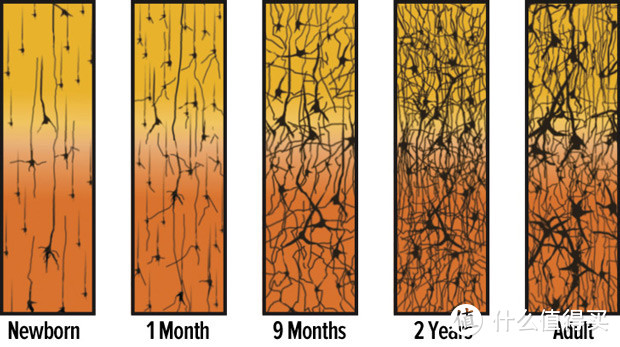 神经突触从出生1个月的稀疏，到后面的猛增