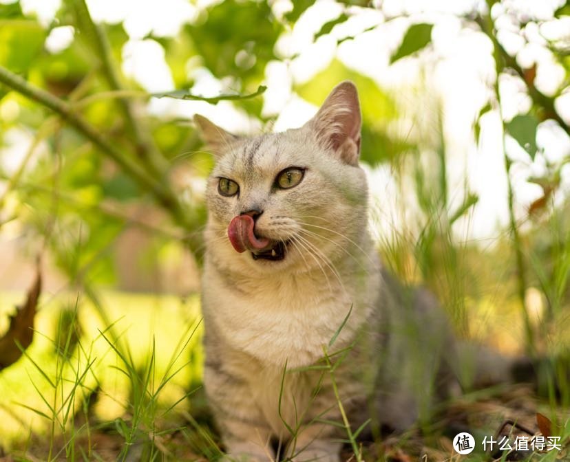 论如何给猫咪拍出“美美哒”的照片