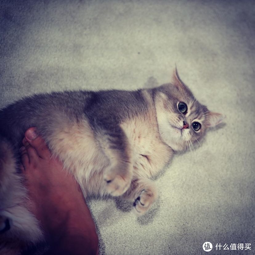 来 偶尔给猫奴当个脚垫？