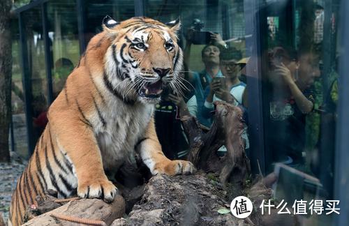 动物园、博物馆拍照遇上玻璃反光，用一个手机消光罩就能解决。