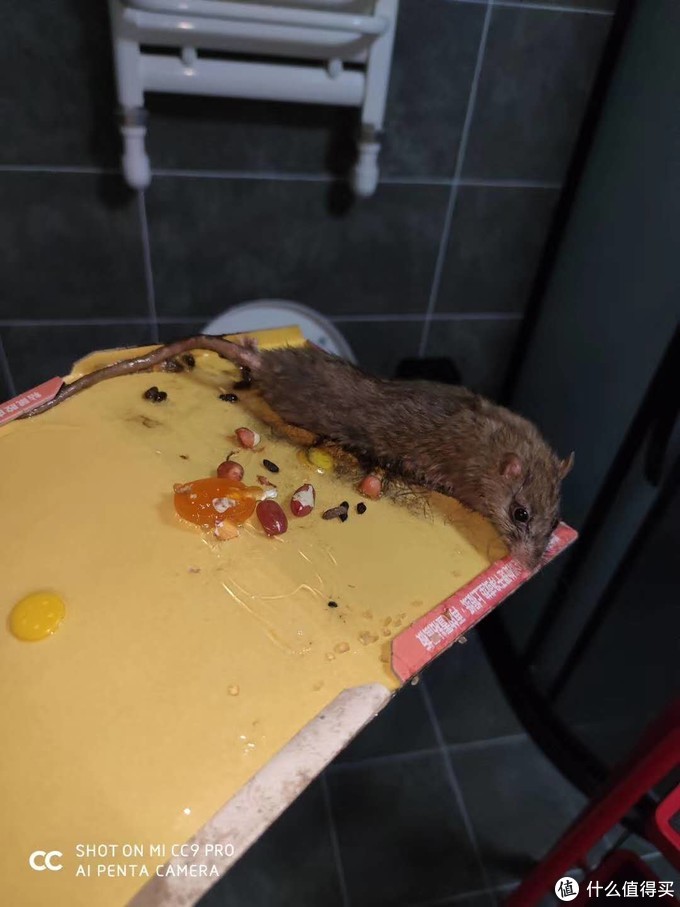本命年的鼠也是鼠----老破小灭鼠记