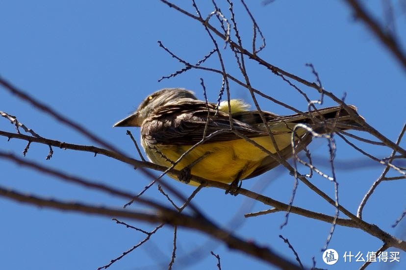 西部必胜鸟 Western King Bird