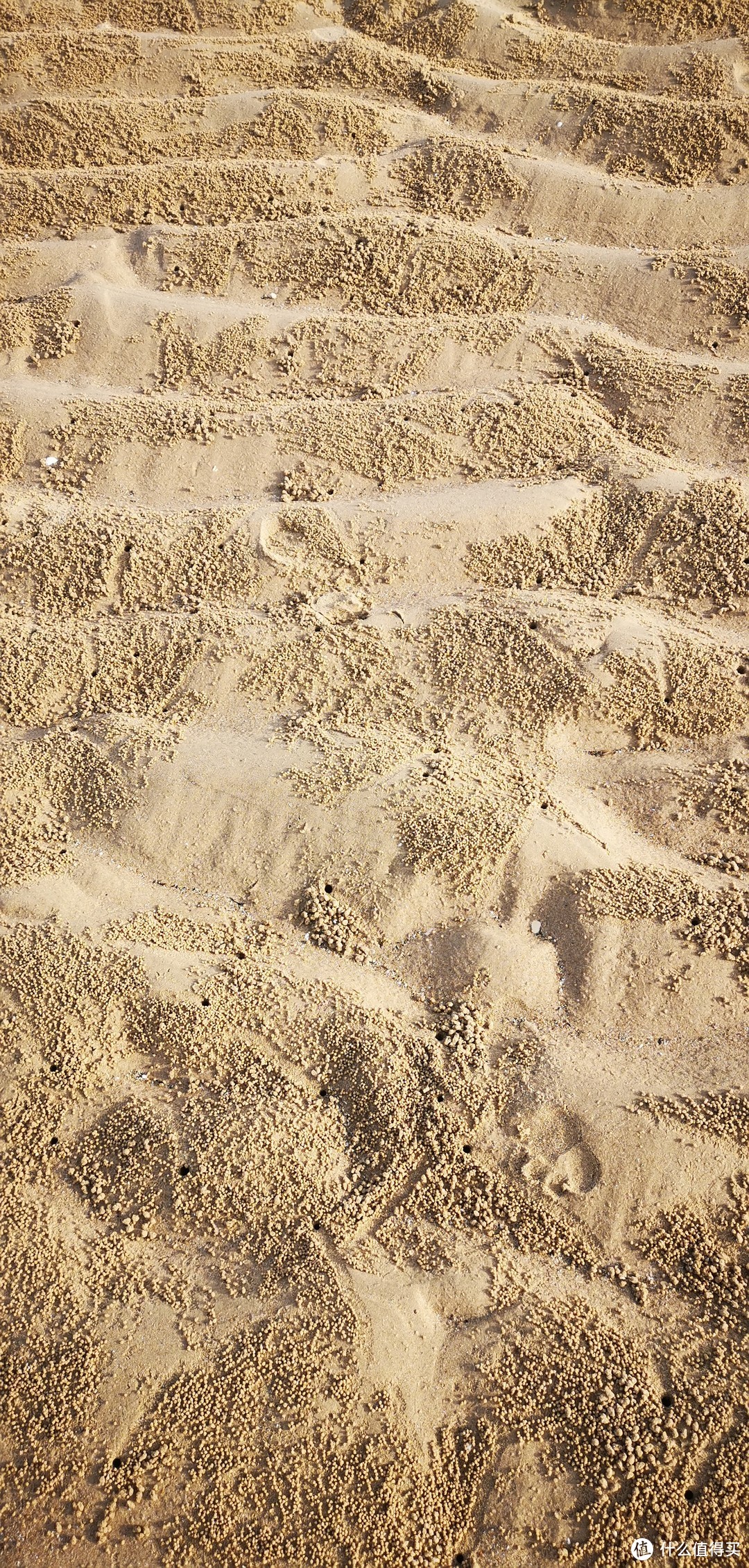 沙滩上的小螃蟹挖的洞