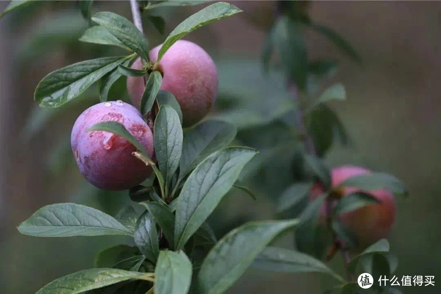 一瓶装了20颗荔枝的汽水，才称得上“神仙水”