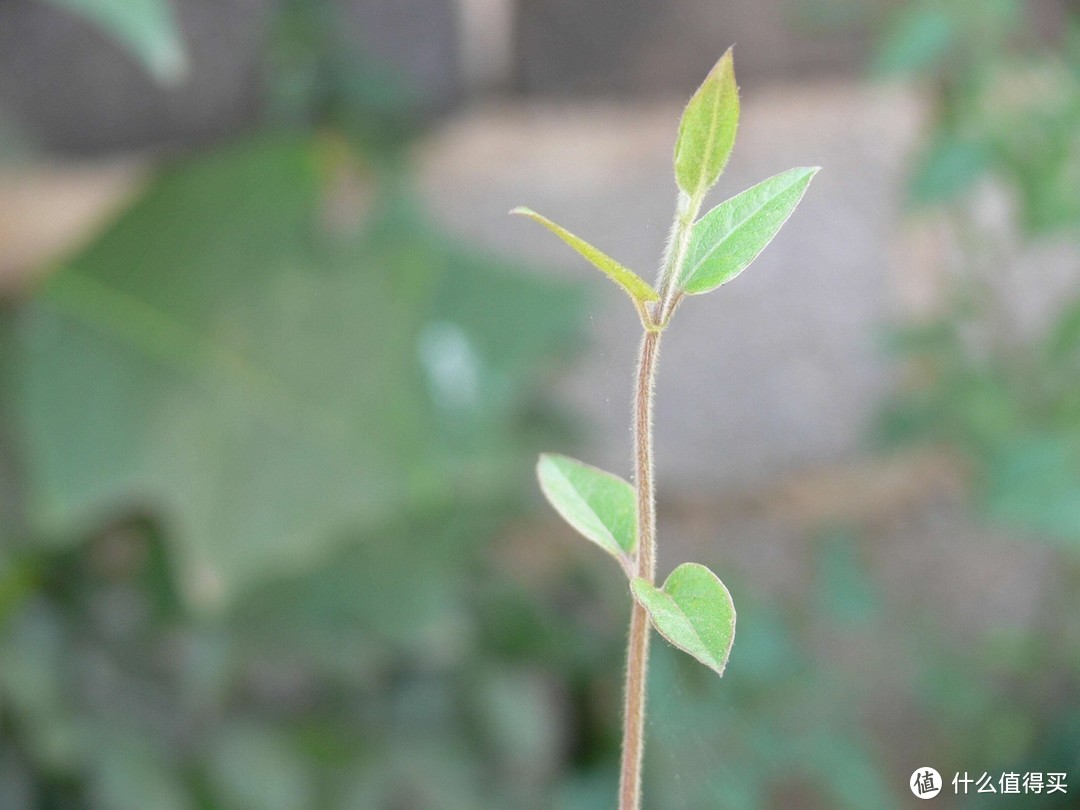 高考两次被顶替的苟晶，却活成了我们每个人的榜样……