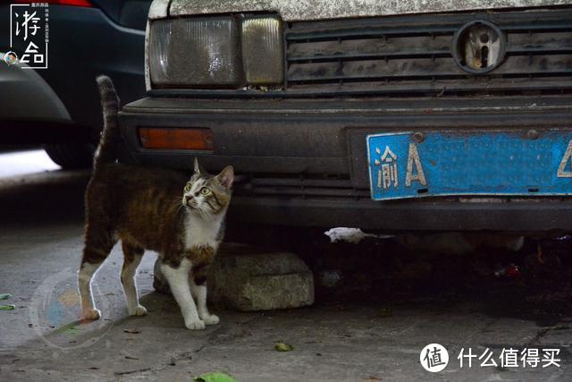 在重庆大溪沟探险：误入电力公司老社区，意外发现江边的聚金花市