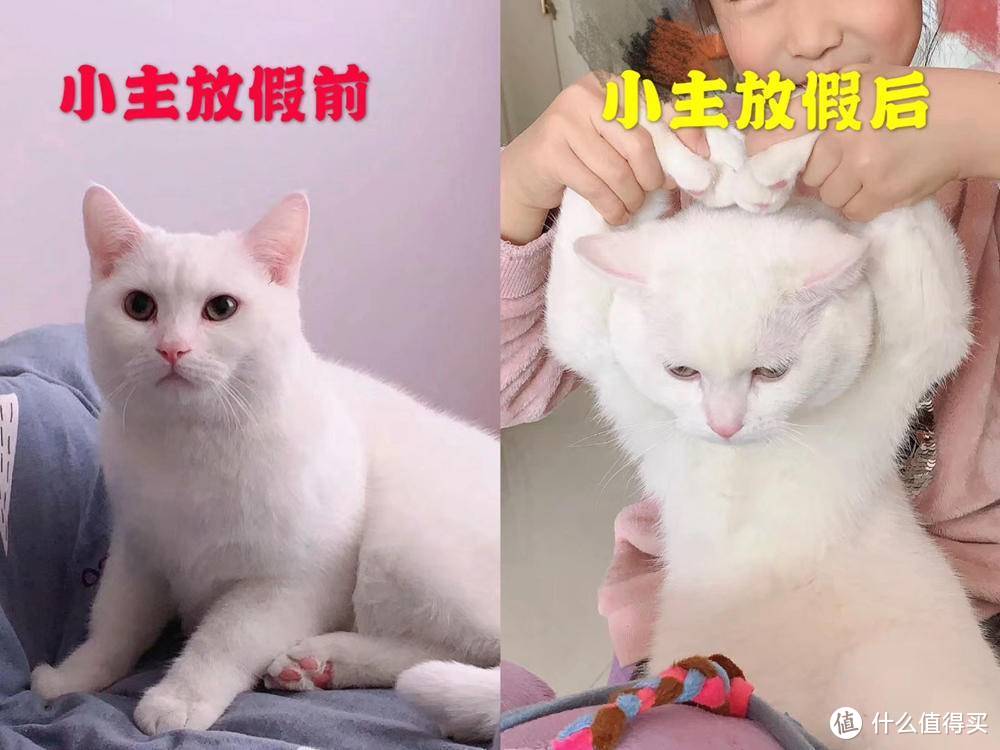 高性价比国产猫粮推荐 Toptrees 领先幼成猫双拼全阶猫粮 什么值得买