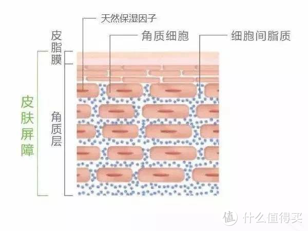 实验室小众品牌，褒曼医生的MEDATURE到底肿么样