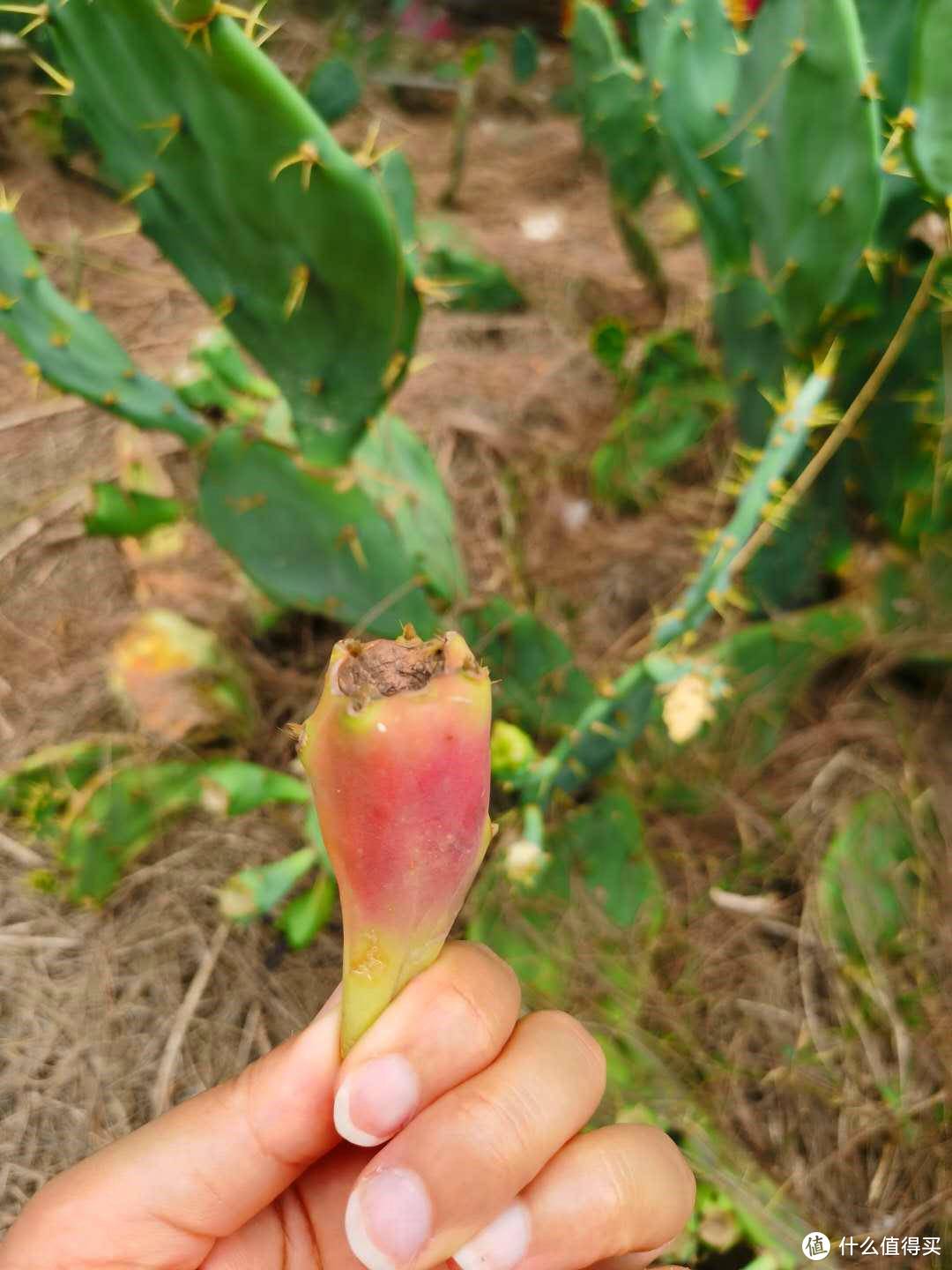 北部湾的岛产水果，来看看你吃过几种？附网购邮寄攻略~