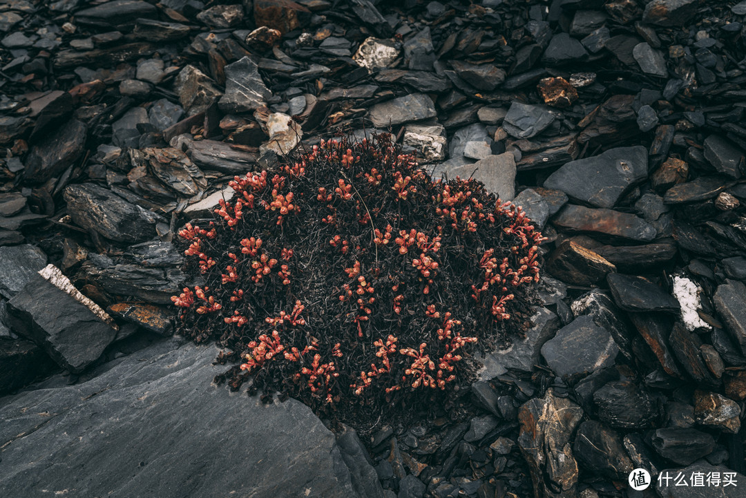 不知道是什么高山植物，生在碎石堆里