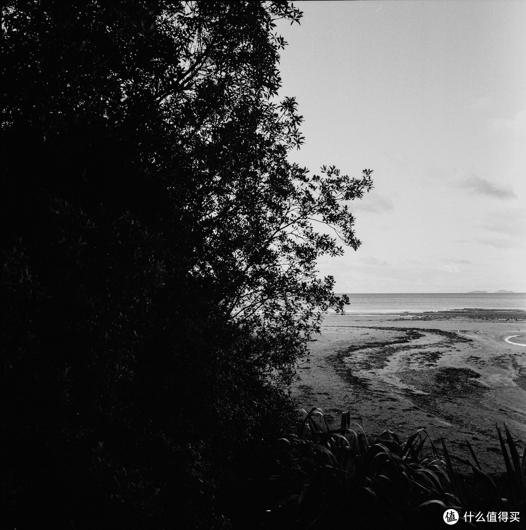 Rolleiflex 2.8E vs Mamiya C330：10倍差价的意外对决