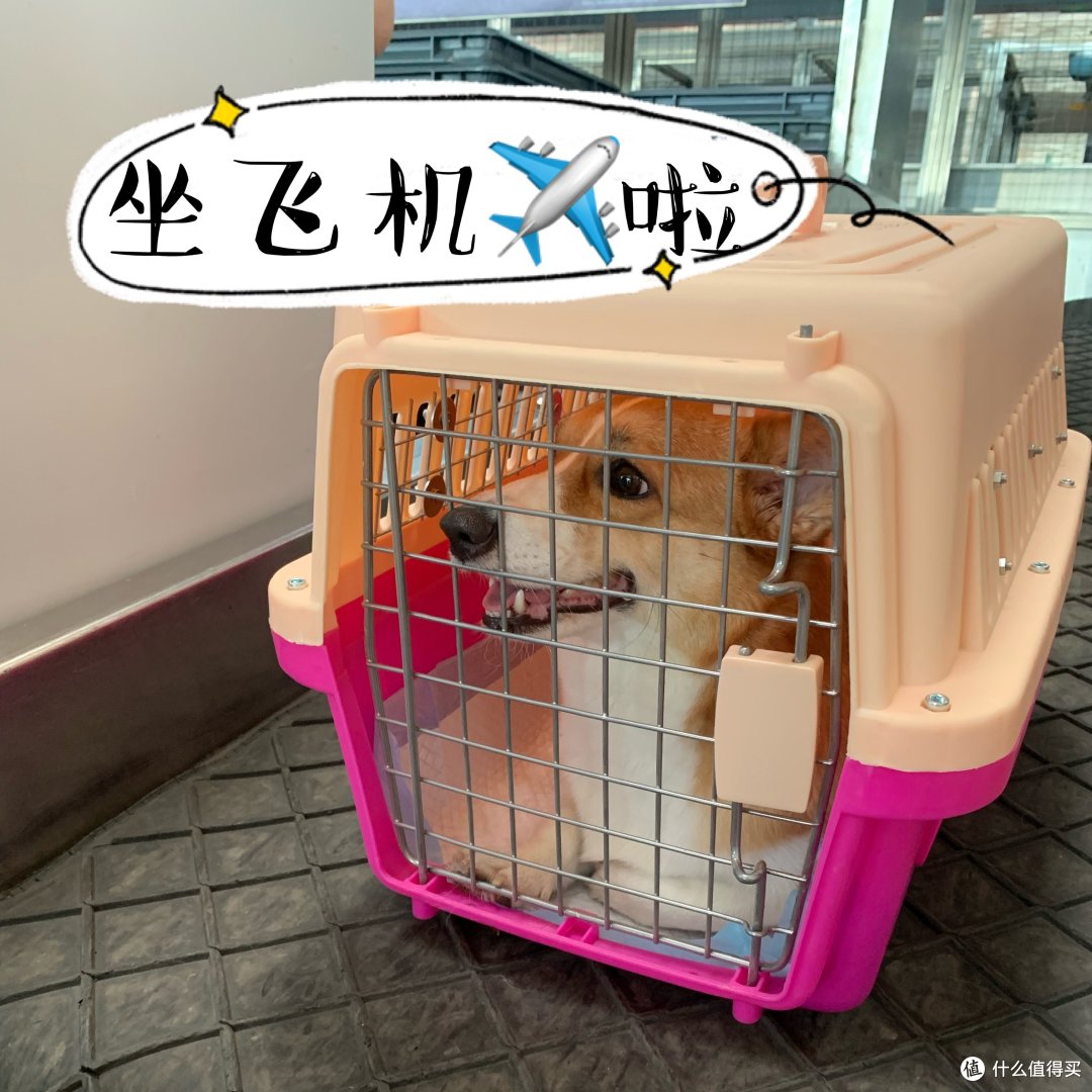 疫情期间宠物可以托运吗 柯基犬航空托运全攻略 什么值得买