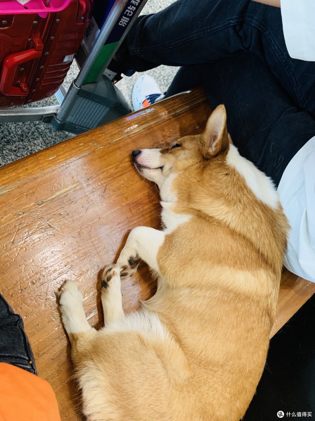 疫情期间宠物可以托运吗 柯基犬航空托运全攻略 什么值得买