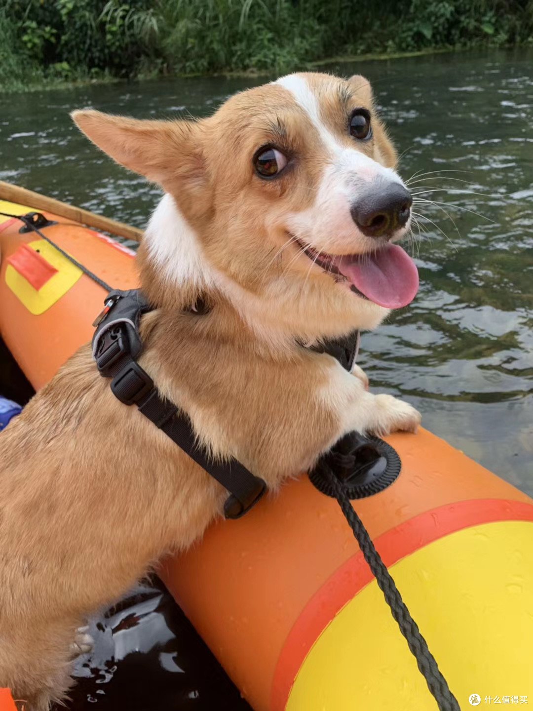 疫情期间宠物可以托运吗 柯基犬航空托运全攻略 什么值得买