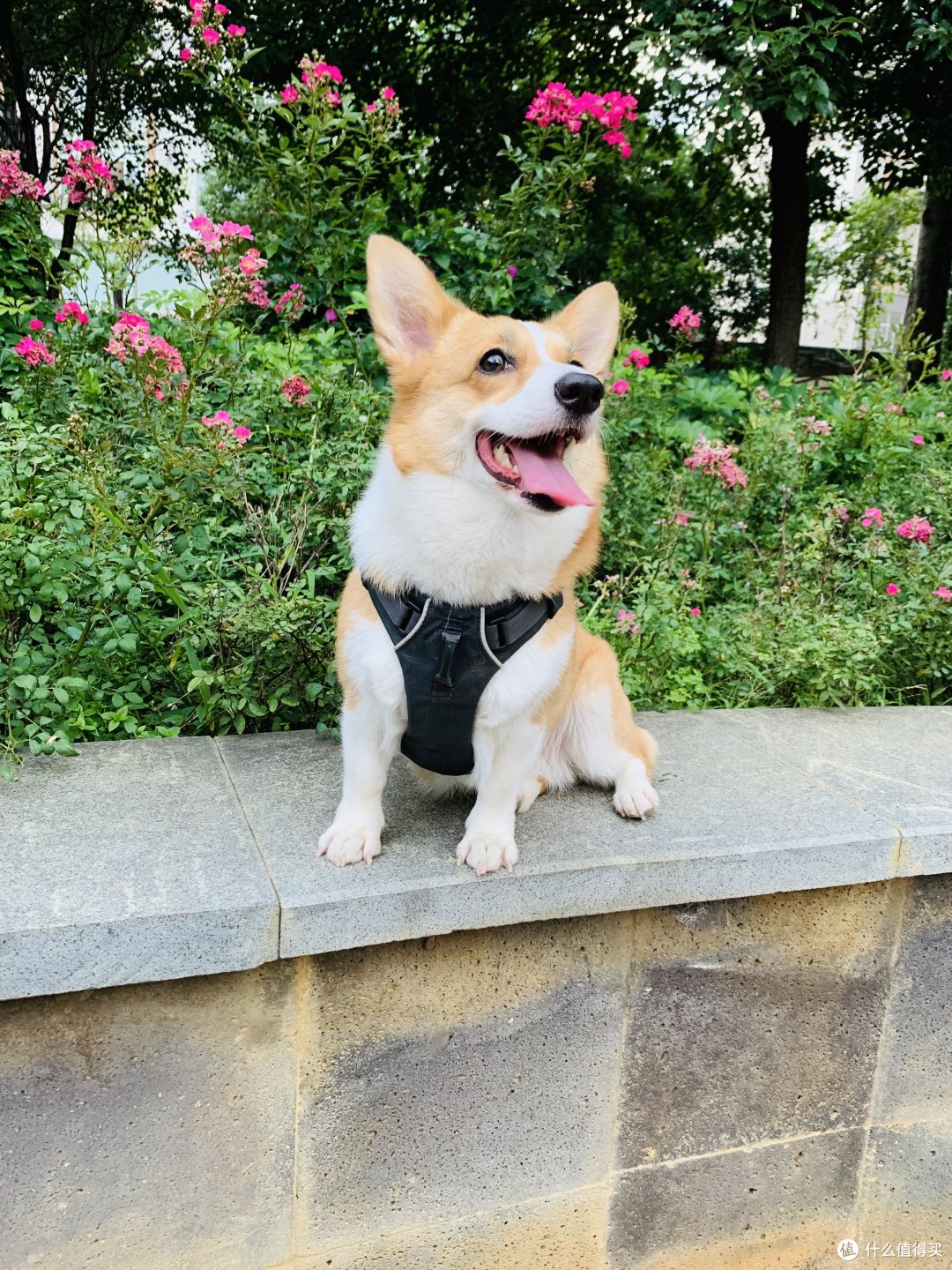 疫情期间宠物可以托运吗 柯基犬航空托运全攻略 什么值得买