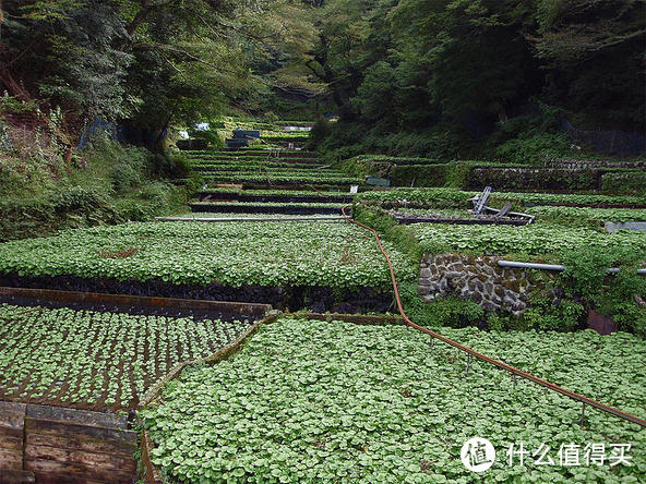 日本水培山葵田