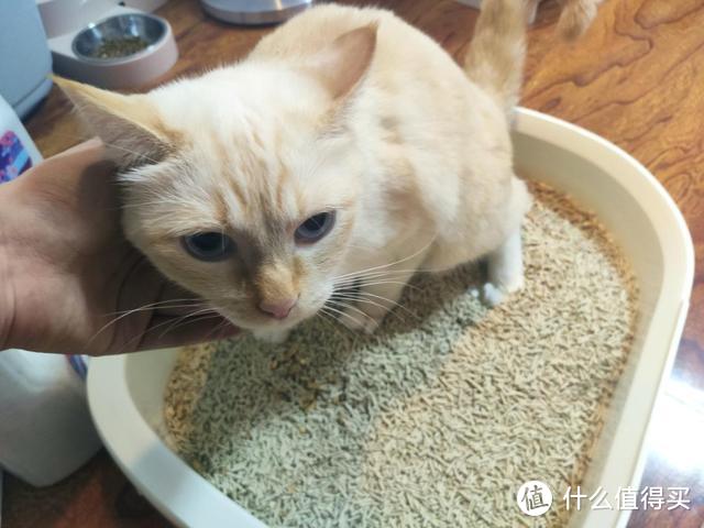 新晋铲屎官的猫砂取经之路：pawbby除臭植物猫砂尝鲜测评