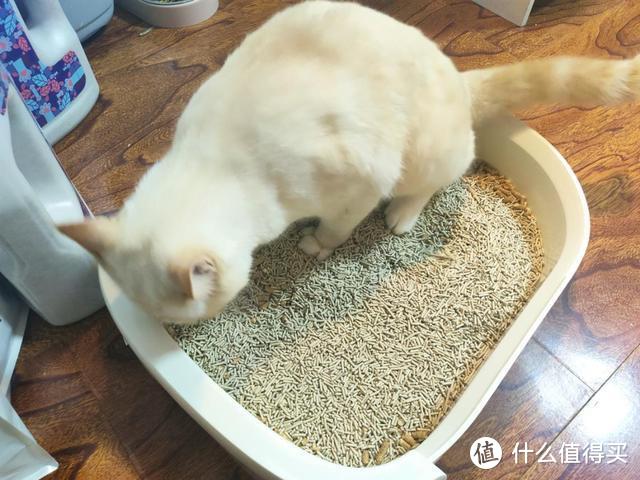 新晋铲屎官的猫砂取经之路：pawbby除臭植物猫砂尝鲜测评