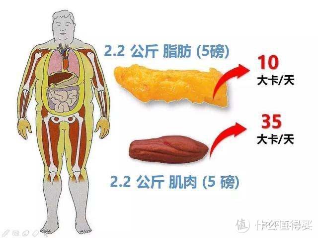 深蹲的好处是什么呢？如何正确的做深蹲？