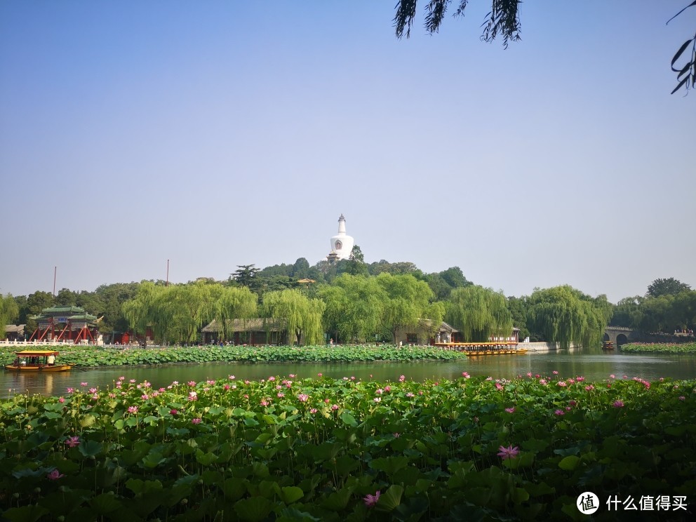 夏日赏荷—在离皇城最近的北海公园