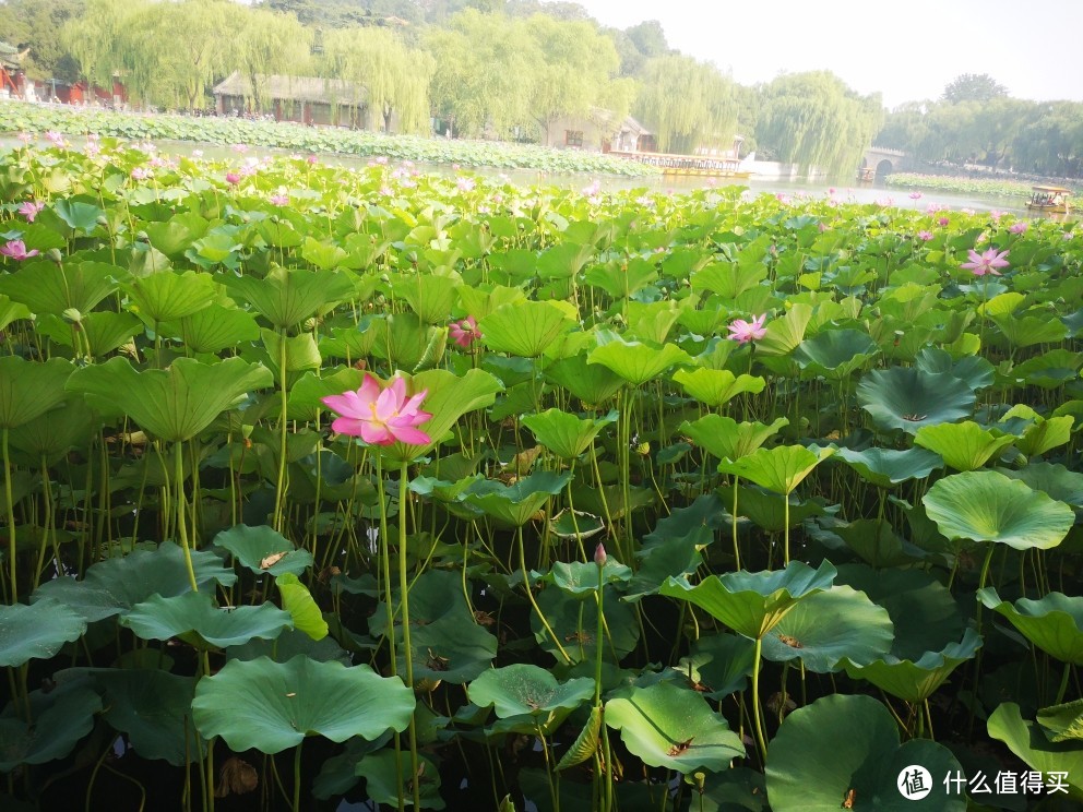 夏日赏荷—在离皇城最近的北海公园