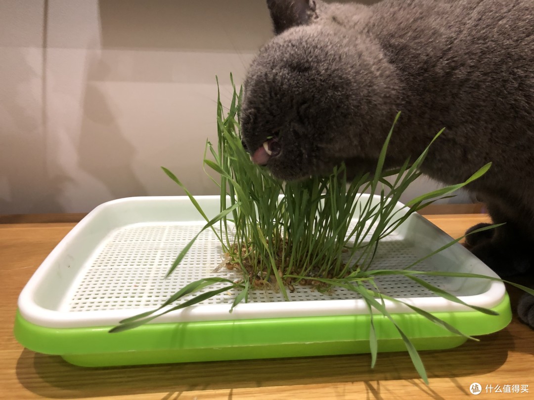 新手养猫指南——12款健康美味还不贵的猫零食推荐