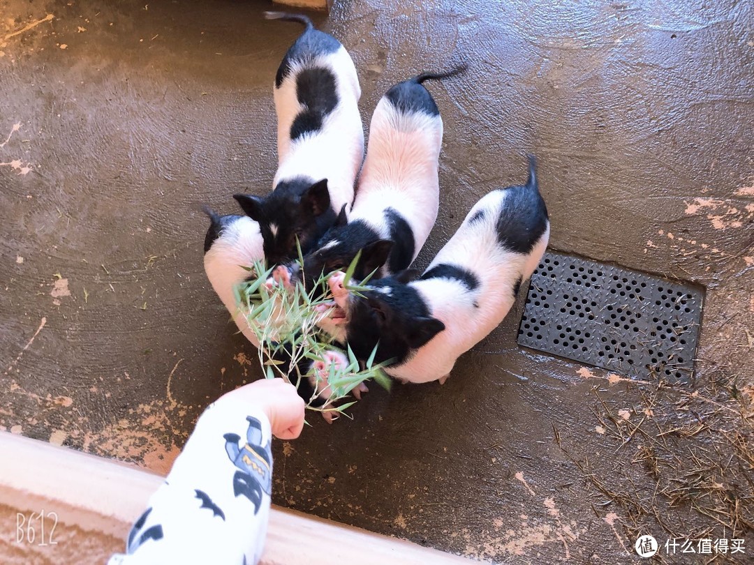 蜡笔手把手告诉你~夏日去杭州莫干山森泊玩什么？