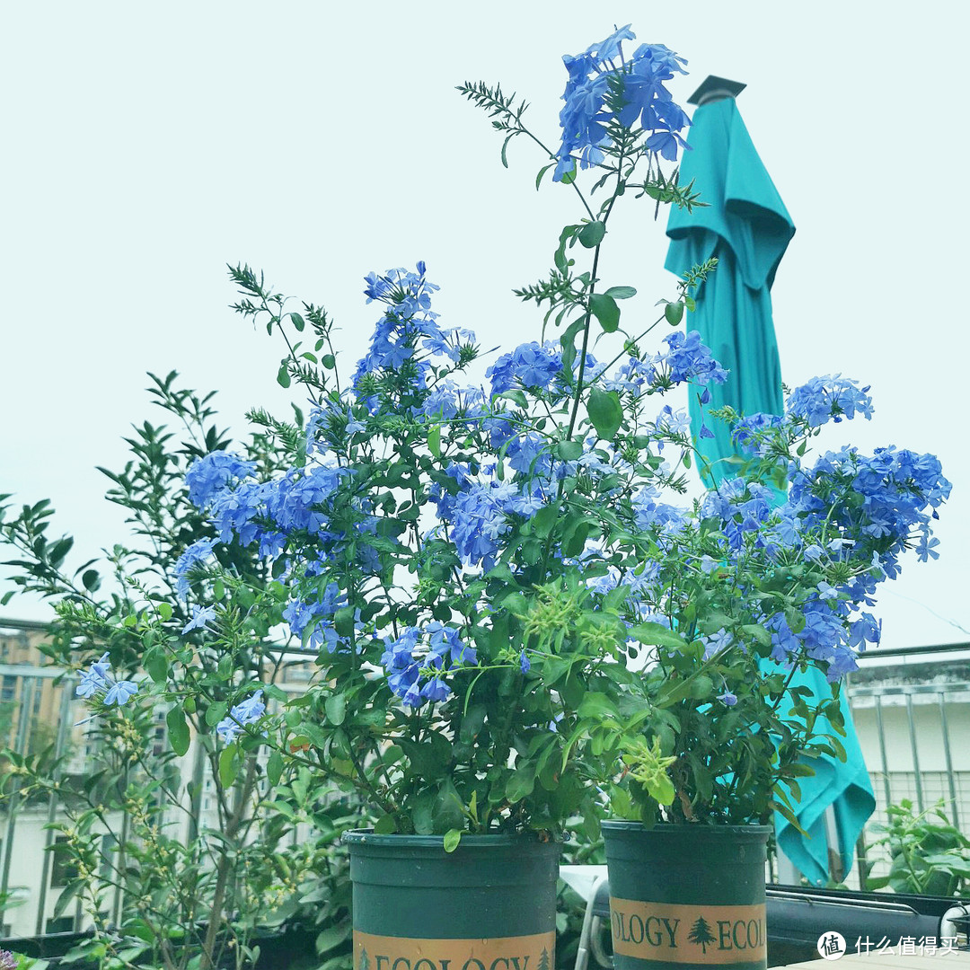 16款夏季消暑神器们：家居好物+夏日美味+治愈系植物=纳凉防暑小技巧get！