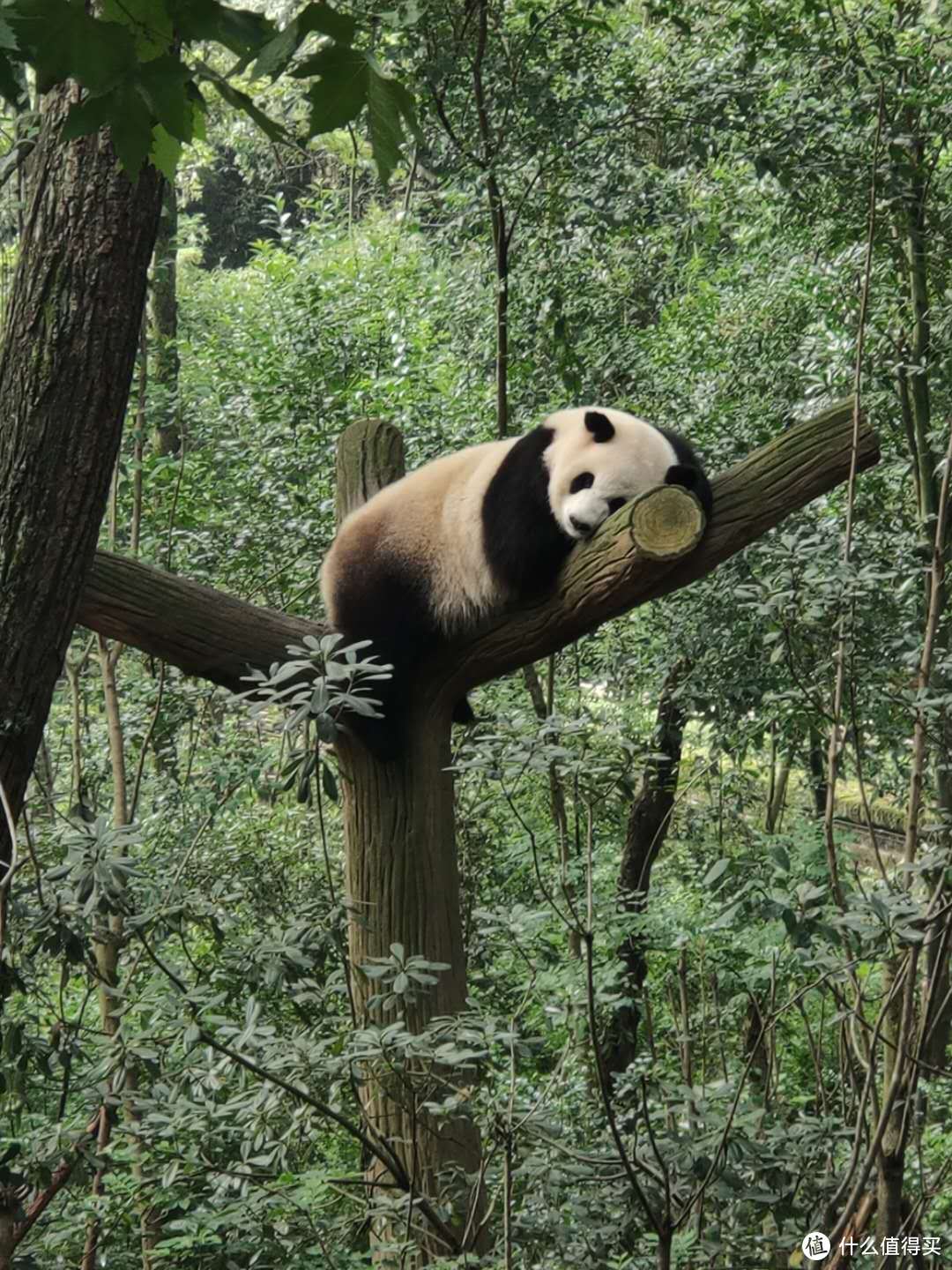 插播几张他自己拍的滚滚吧，真的好可爱