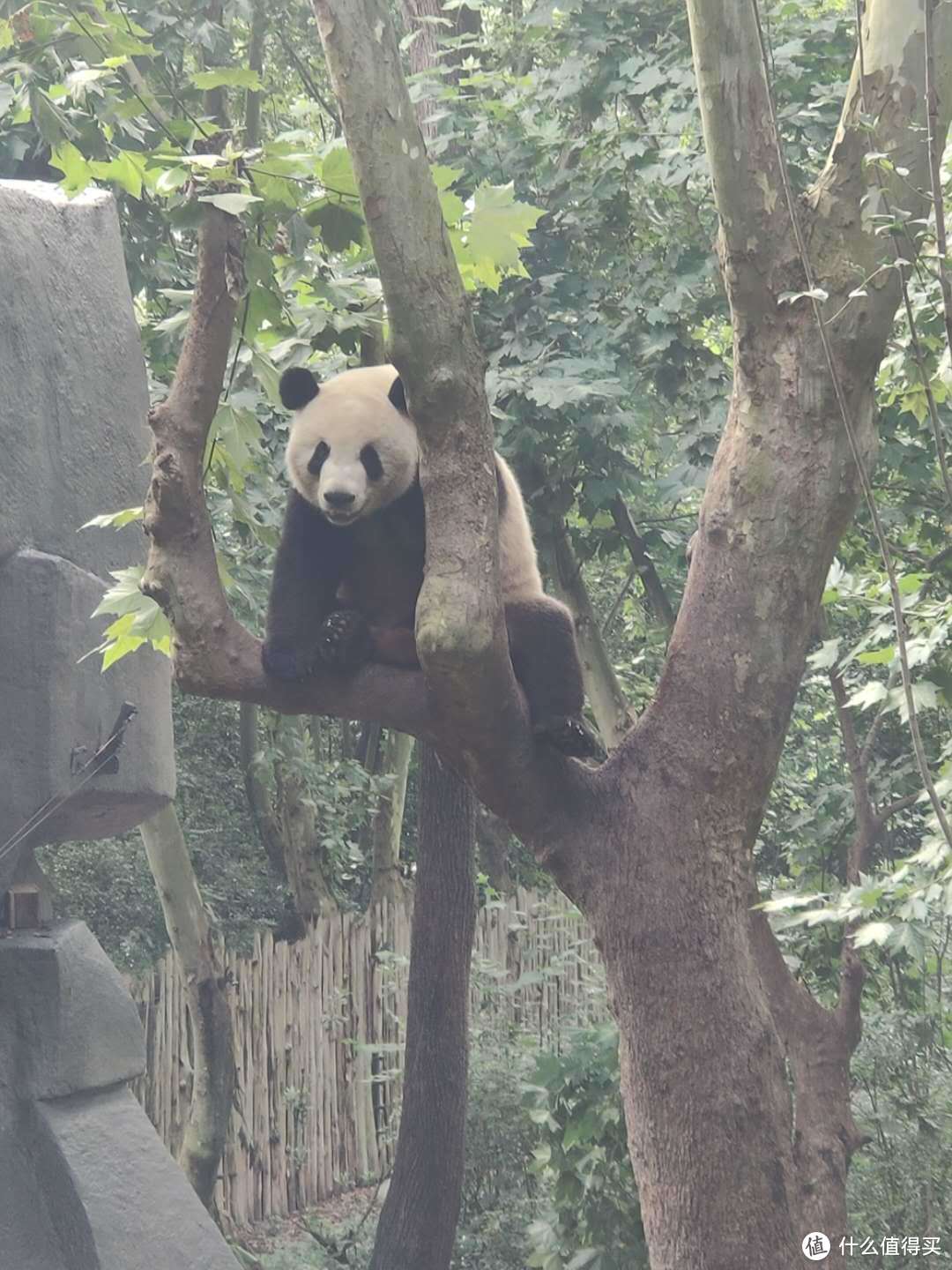 熊猫说：你确实有点儿虎，再见啦