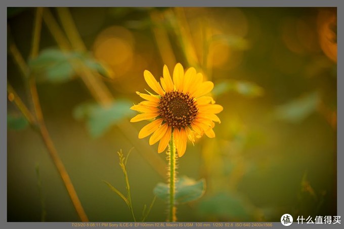 佳能EF 100mm f/2.8L IS Macro｜满分的微距镜头