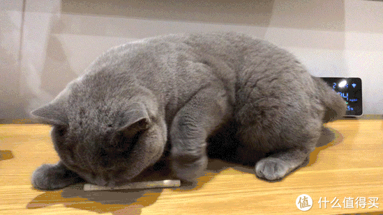 新手养猫指南——12款健康美味还不贵的猫零食推荐