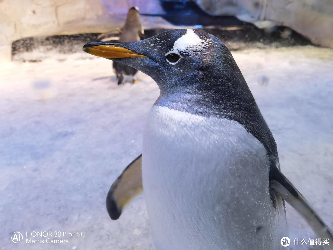 海洋馆体验荣耀30 Pro+：用镜头感受企鹅的憨态可掬