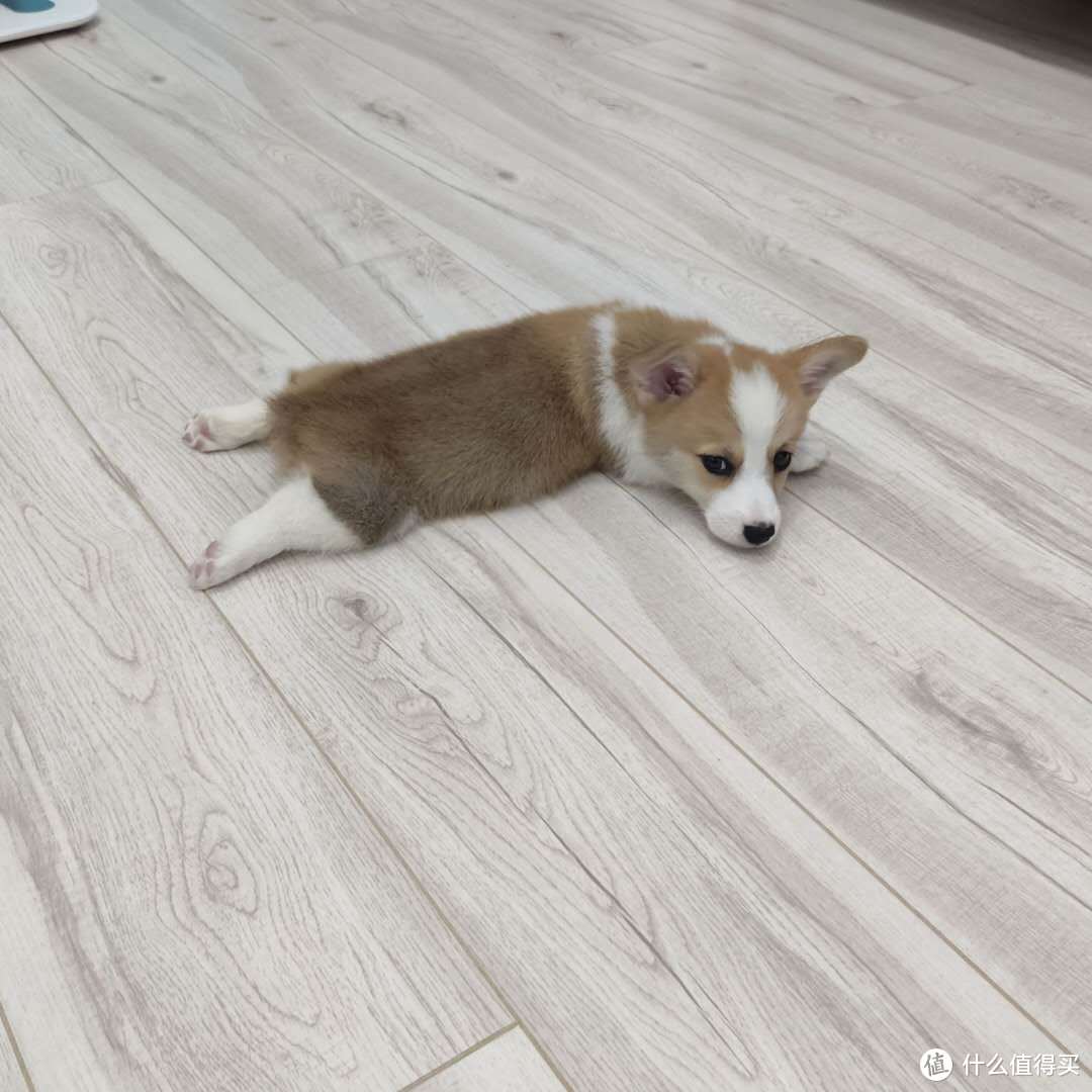 養柯基需要注意什麼|柯基犬怎麼養需要什麼裝備_什麼值得買