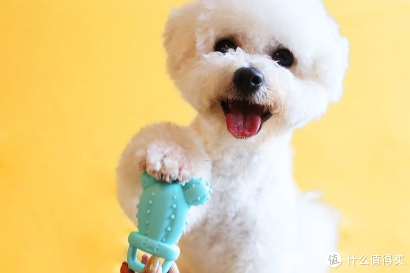超惊喜的狗狗宠物最新互动玩具！