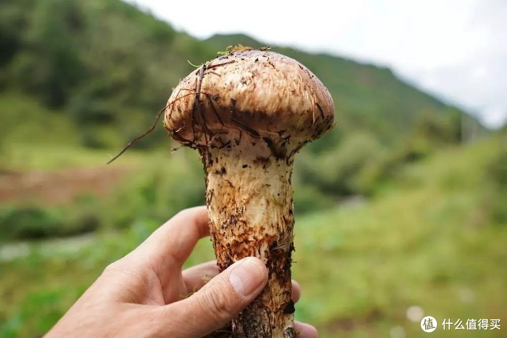 又到了吃松茸的季节-黄油煎松茸