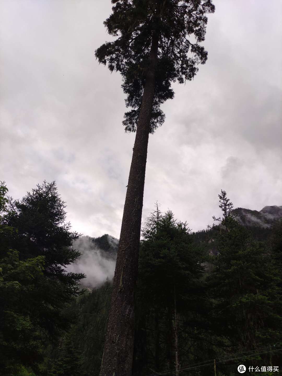 笔直的大树，得有十几米高