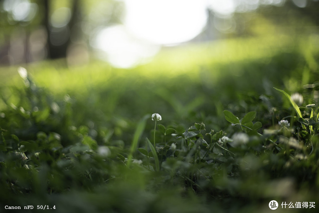 胶片时代的心头好 -  50mm F1.4 标准镜头