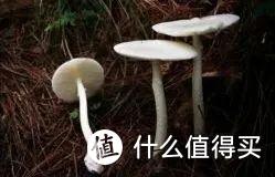 最近云南野生菌中毒事件频频上热搜