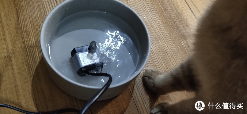 猫咪不喝净水，喜欢去马桶里面喝水?这可怎么办呢？原来需要把死水变成活水