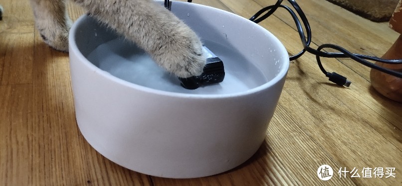 猫咪不喝净水，喜欢去马桶里面喝水?这可怎么办呢？原来需要把死水变成活水