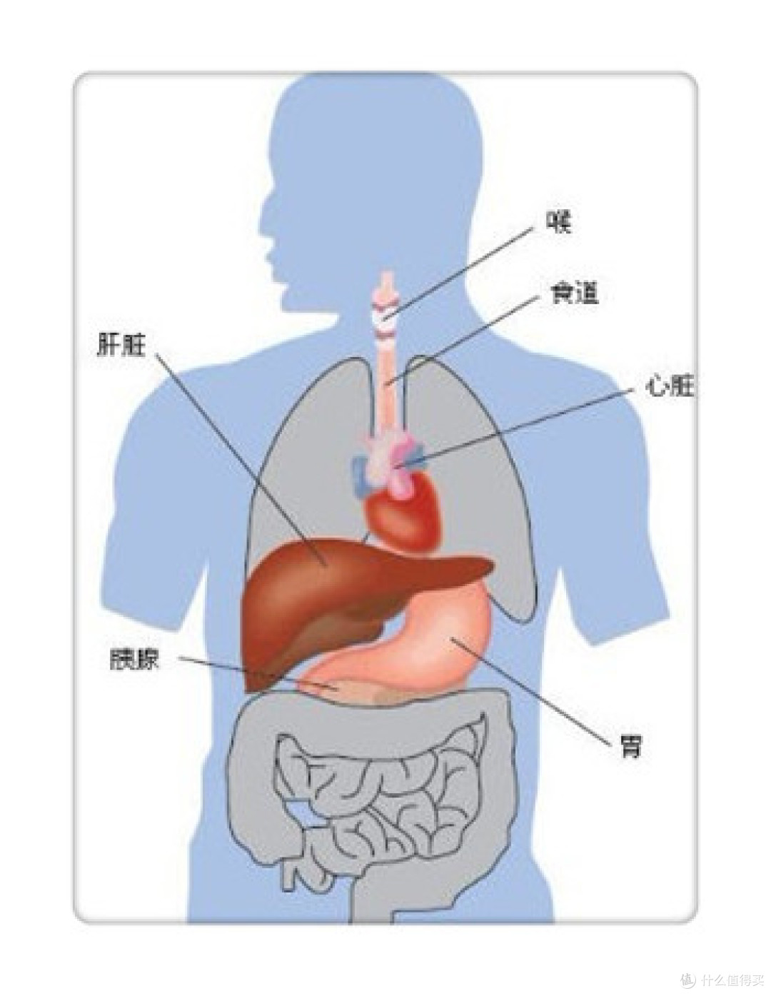 化疗期间为什么要定期检查肝肾功能血常规和心电图等