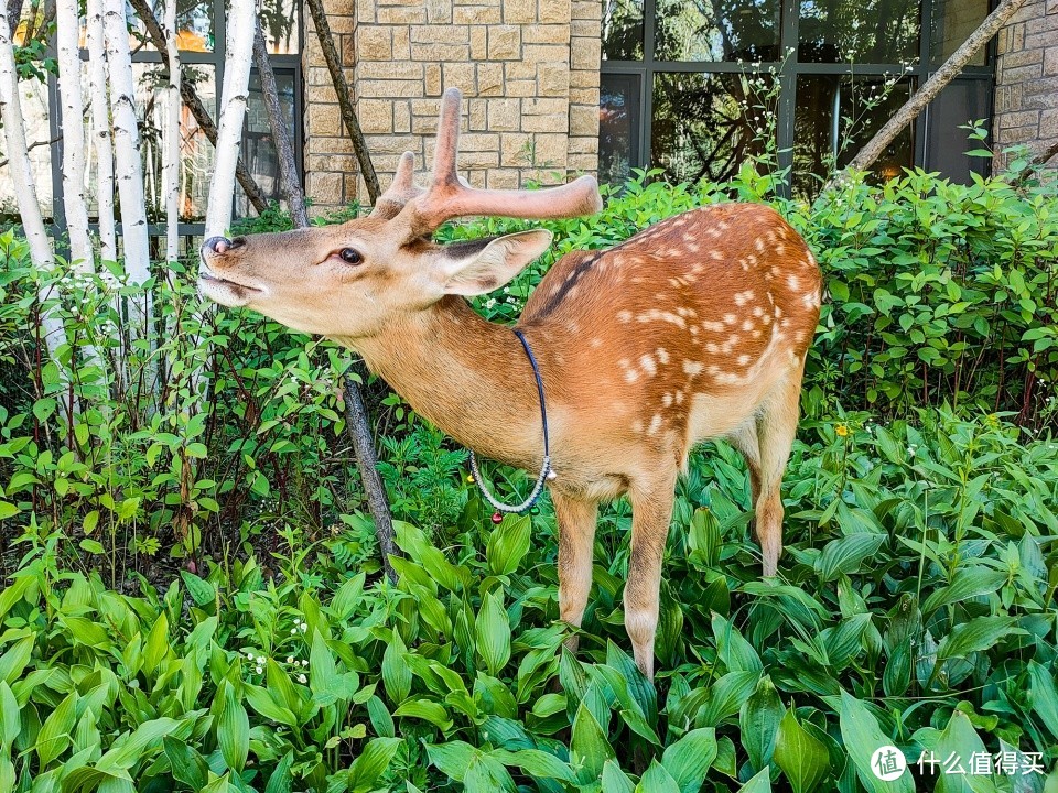 逃离闷热！长白山消夏之旅，最美的风景在路上！