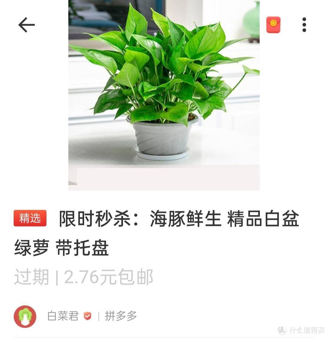 认真生活，好好花钱，我的拼多多第一单，白菜价绿萝晒单