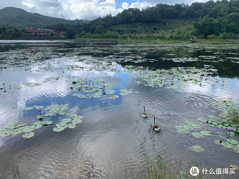 尖峰山山谷中的天池，仿佛一幅油墨画，两只鸭子为画面增加了更多的生机