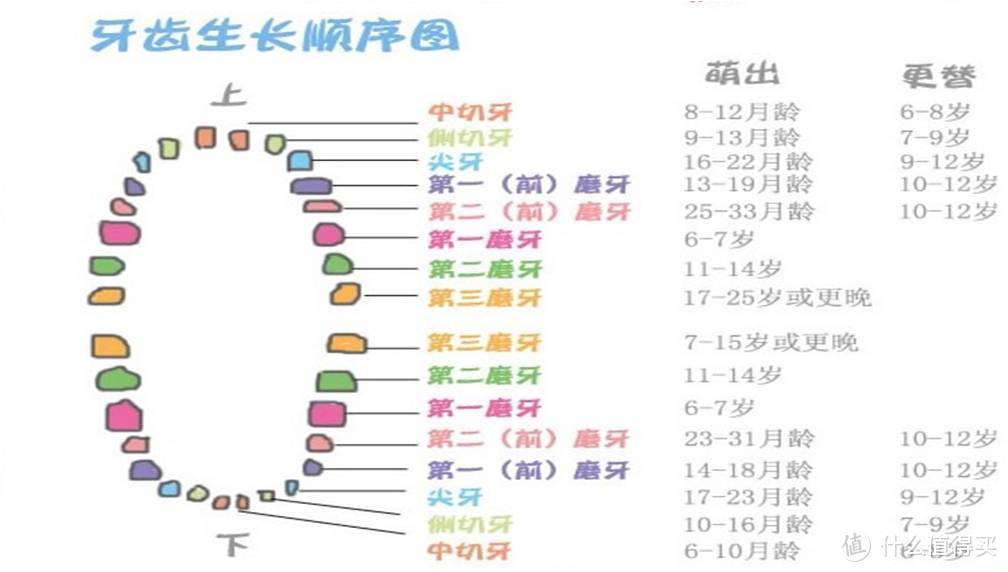 你应该知道这些儿童牙齿小知识！